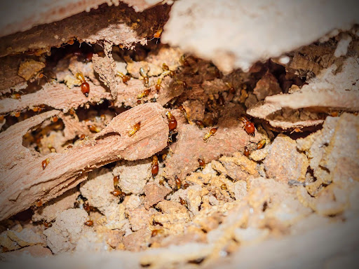 termites crawlin throuh destroyed wood