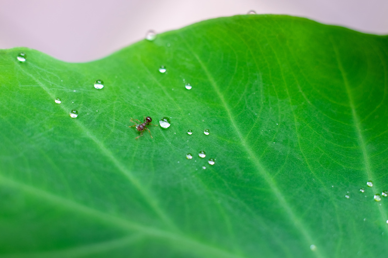 Ant on a leaf with moisture