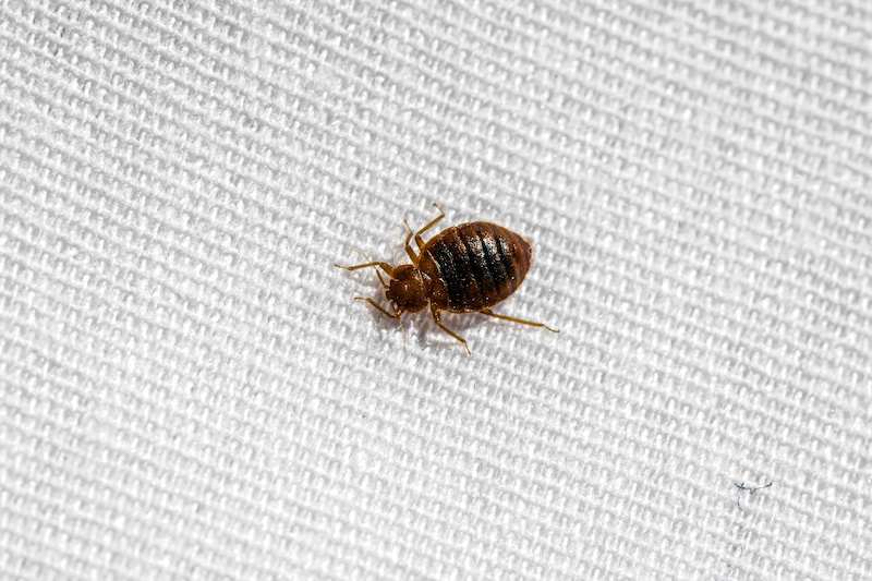 Bed bug crawling on a linen sheet