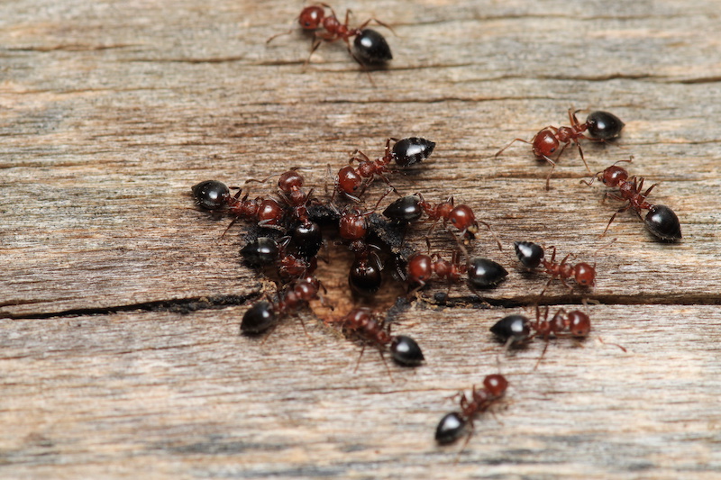 Black carpenter ant macro photo