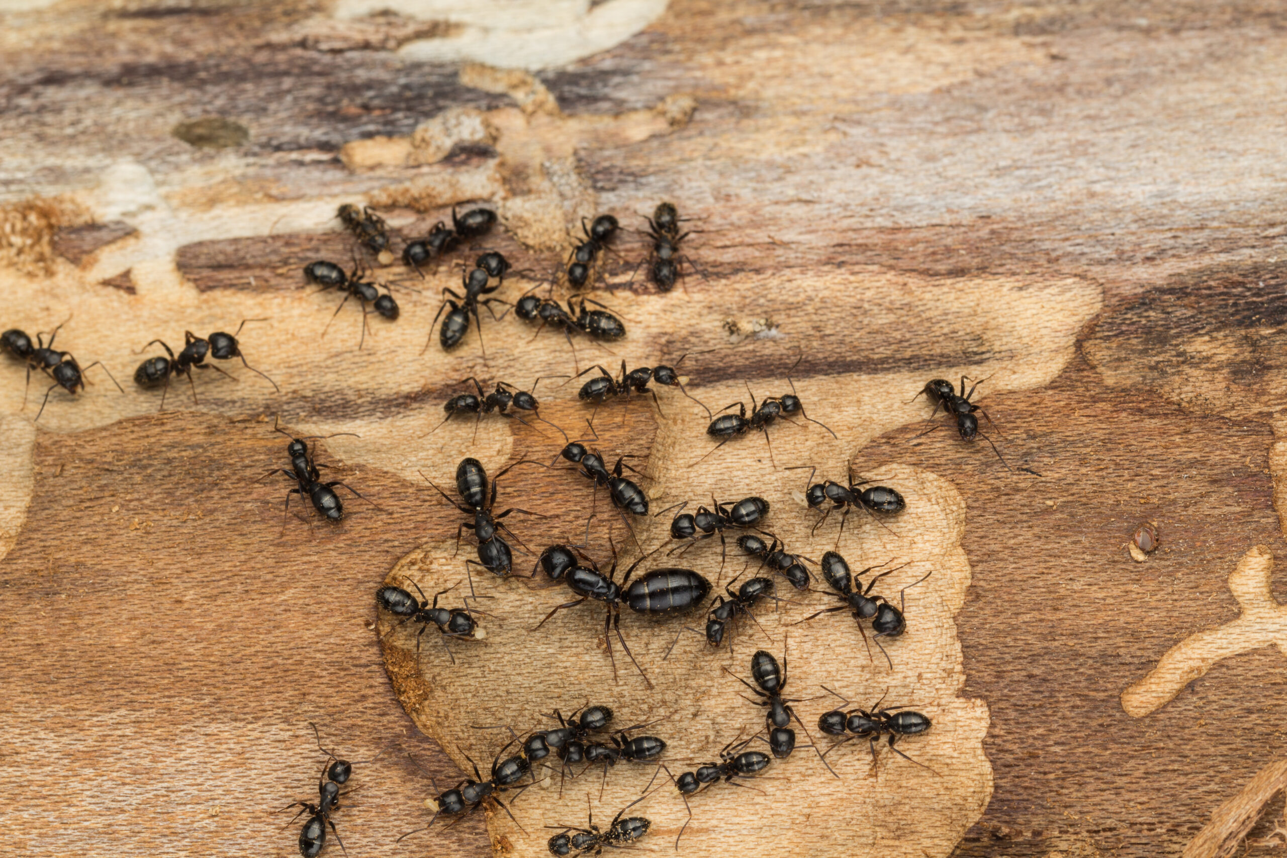 Ant colony disperses after discovery under bark of pine tree firewood.  Likely carpenter ants 