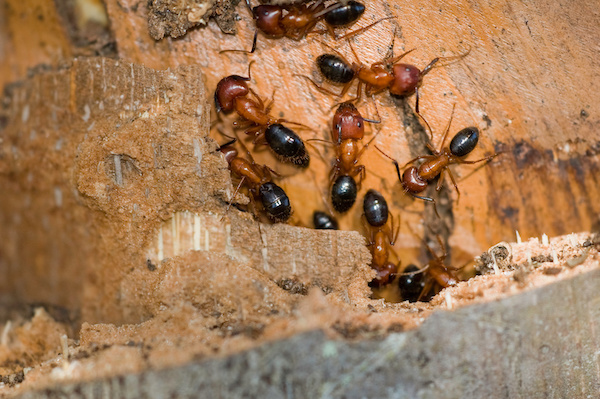 Large rusty orange and black Florida carpenter ants workers on the bark of a palm tree. They build nests inside wood, consisting of galleries chewed out with their mandibles or jaws.