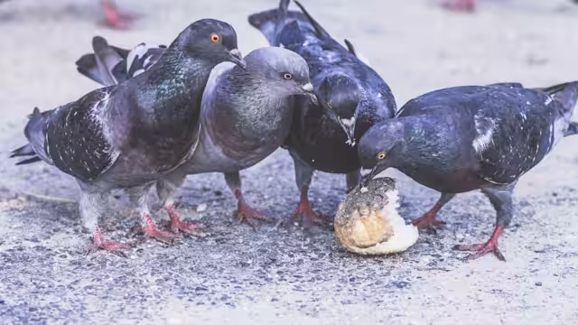 Large group of pigeons pecking at a piece of food on the ground