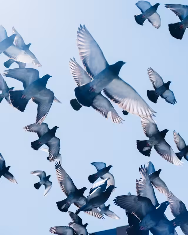 Group of pigeons flying