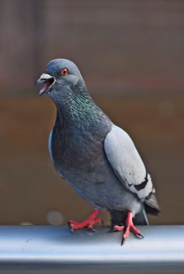 Pigeon sitting on a ledge