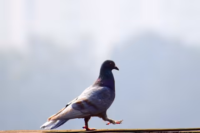 Pigeon walking on a roof ledge