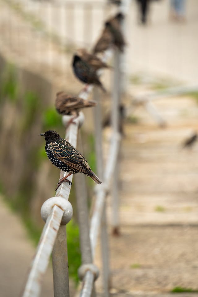 Multiple starlings sitting on a white metal railing