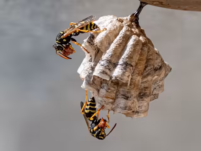 Two wasps crawling on a small, newly-built nest