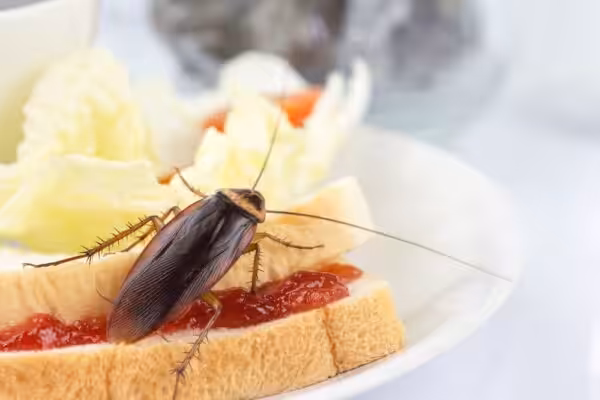 The problem in the house because of cockroaches living in the kitchen.Cockroach eating whole wheat bread on white background(Isolated background). Cockroaches are carriers of the disease.