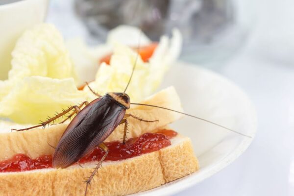 The problem in the house because of cockroaches living in the kitchen.Cockroach eating whole wheat bread on white background(Isolated background). Cockroaches are carriers of the disease.