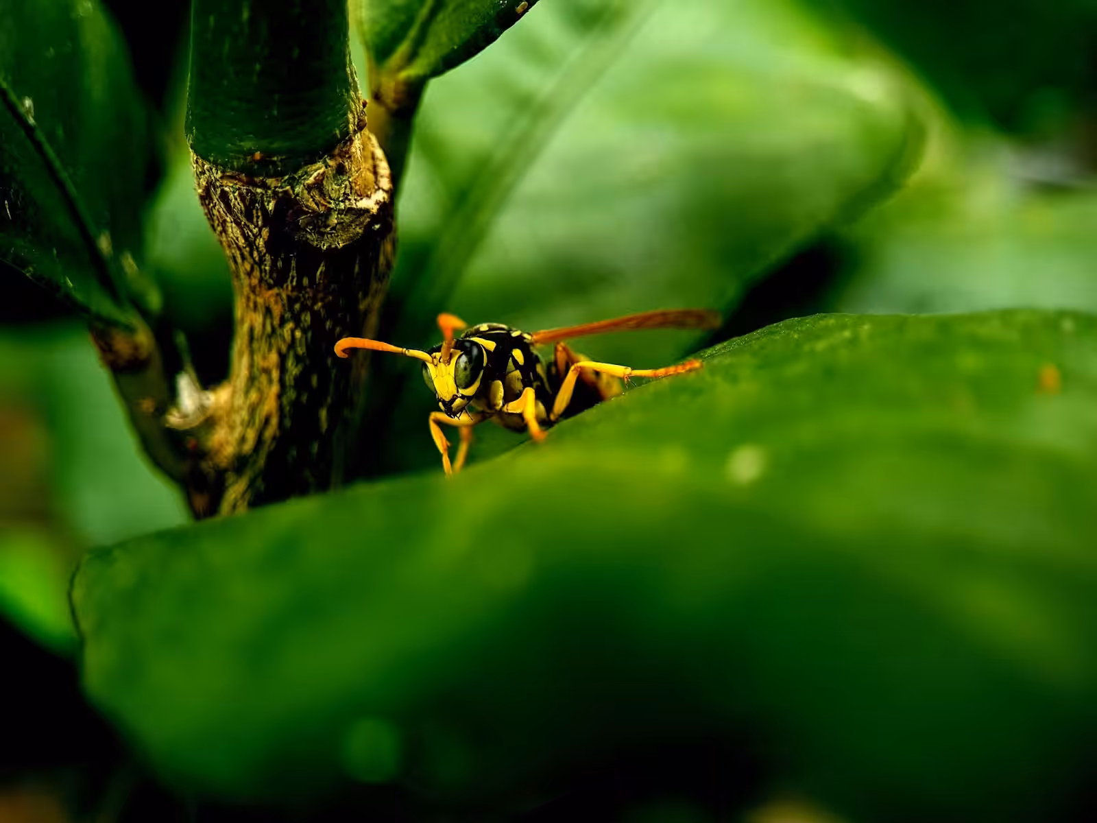 Are yellow jackets dangerous?