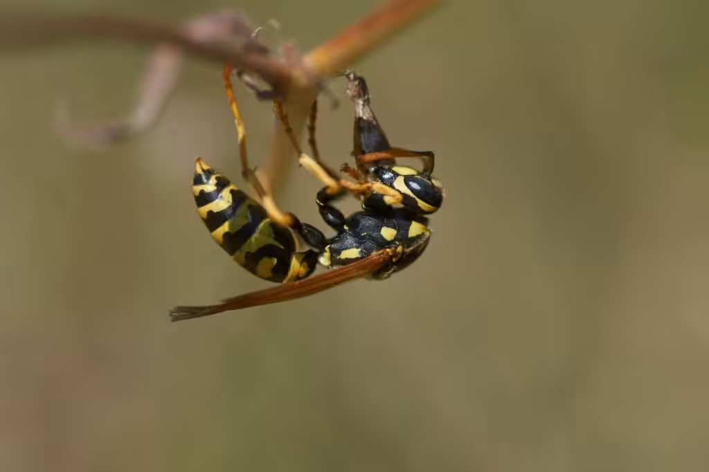 Yellow jacket hanging from a branch. Their stingers are dangerous, especially for those allergic to stinging insects.