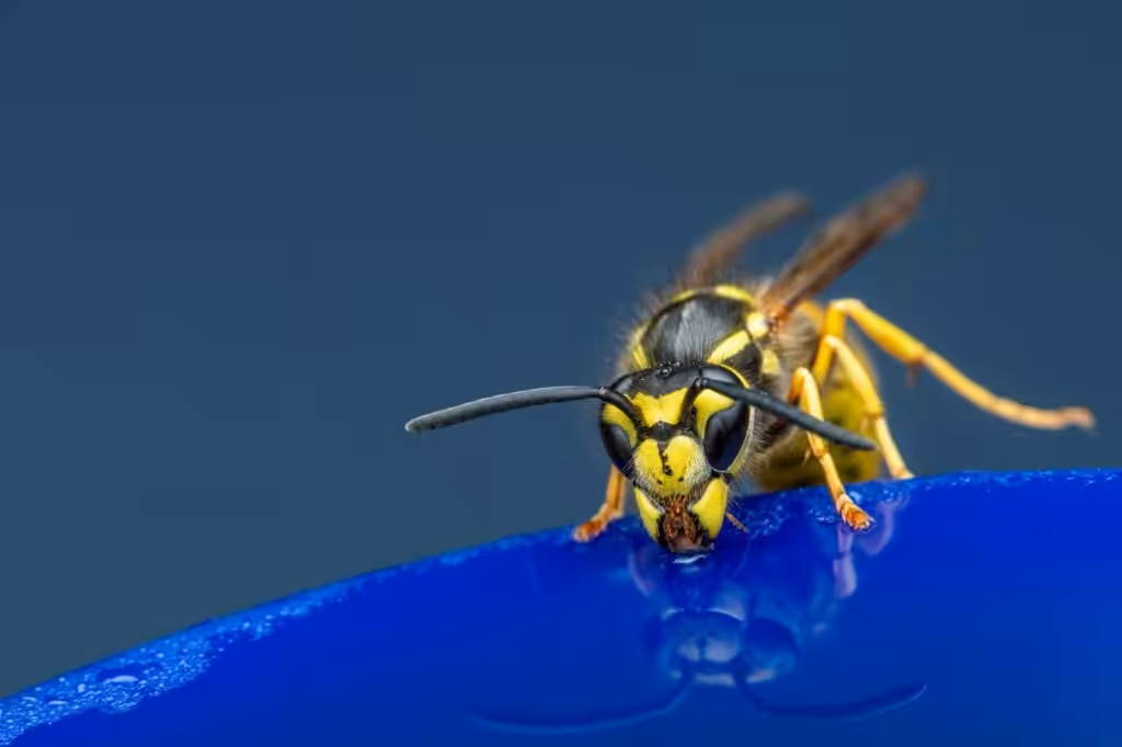 The best yellow jacket sting treatment.