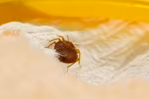Bed bug control company near me