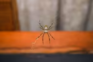 Spider control company near me