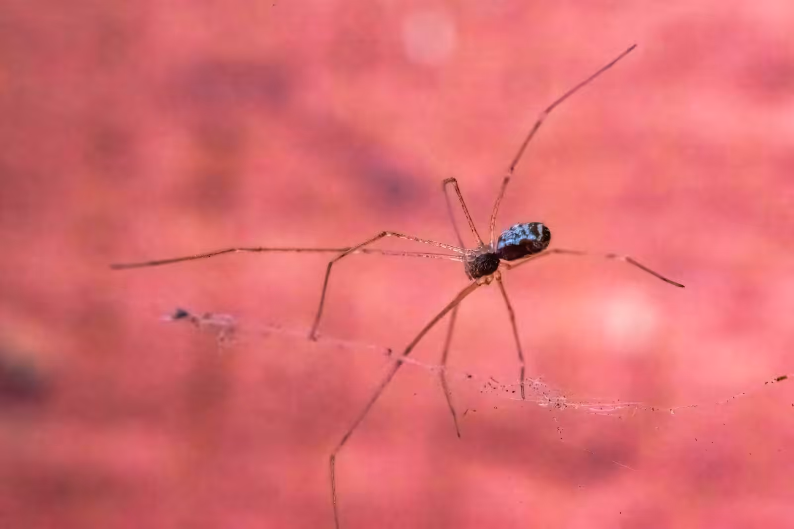 Spider control near me