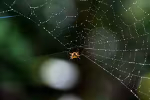 Spider control service near me
