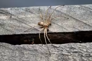 Spider exterminator near me