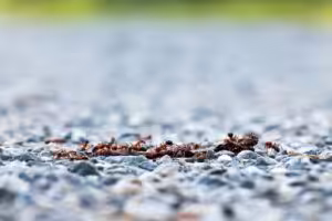 Ants eating another insect