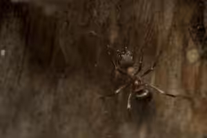 An ant