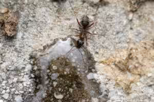 Ant on dirt