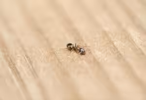 A dead ant