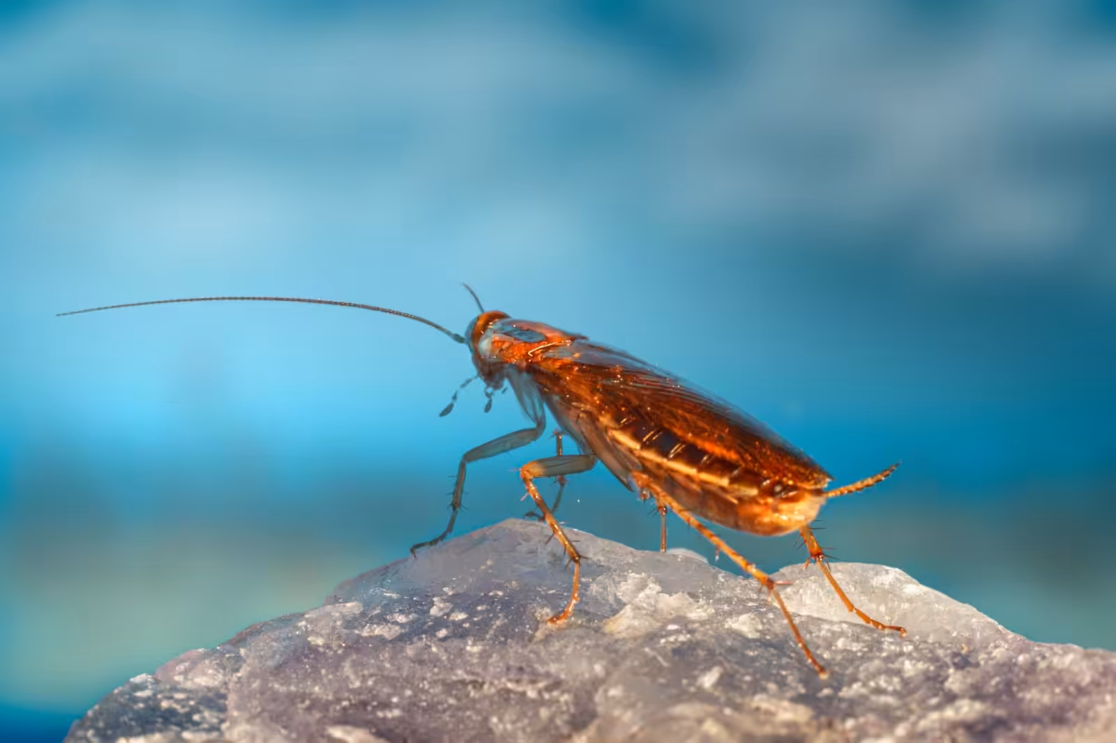 Cockroach on a rock