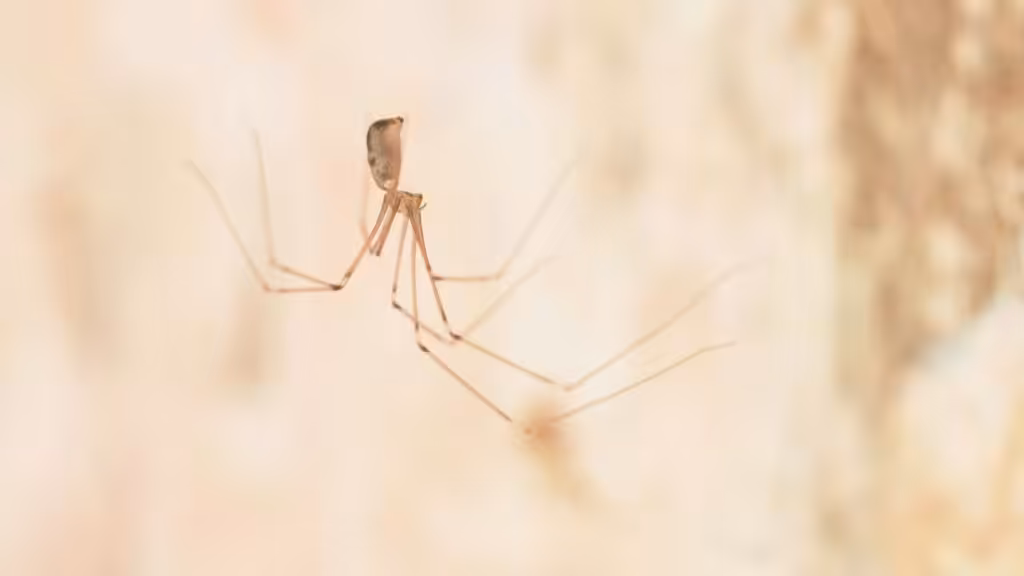 Are daddy longlegs poisonous?