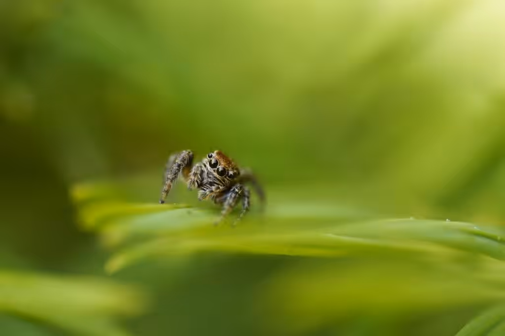 Are jumping spiders poisonous?