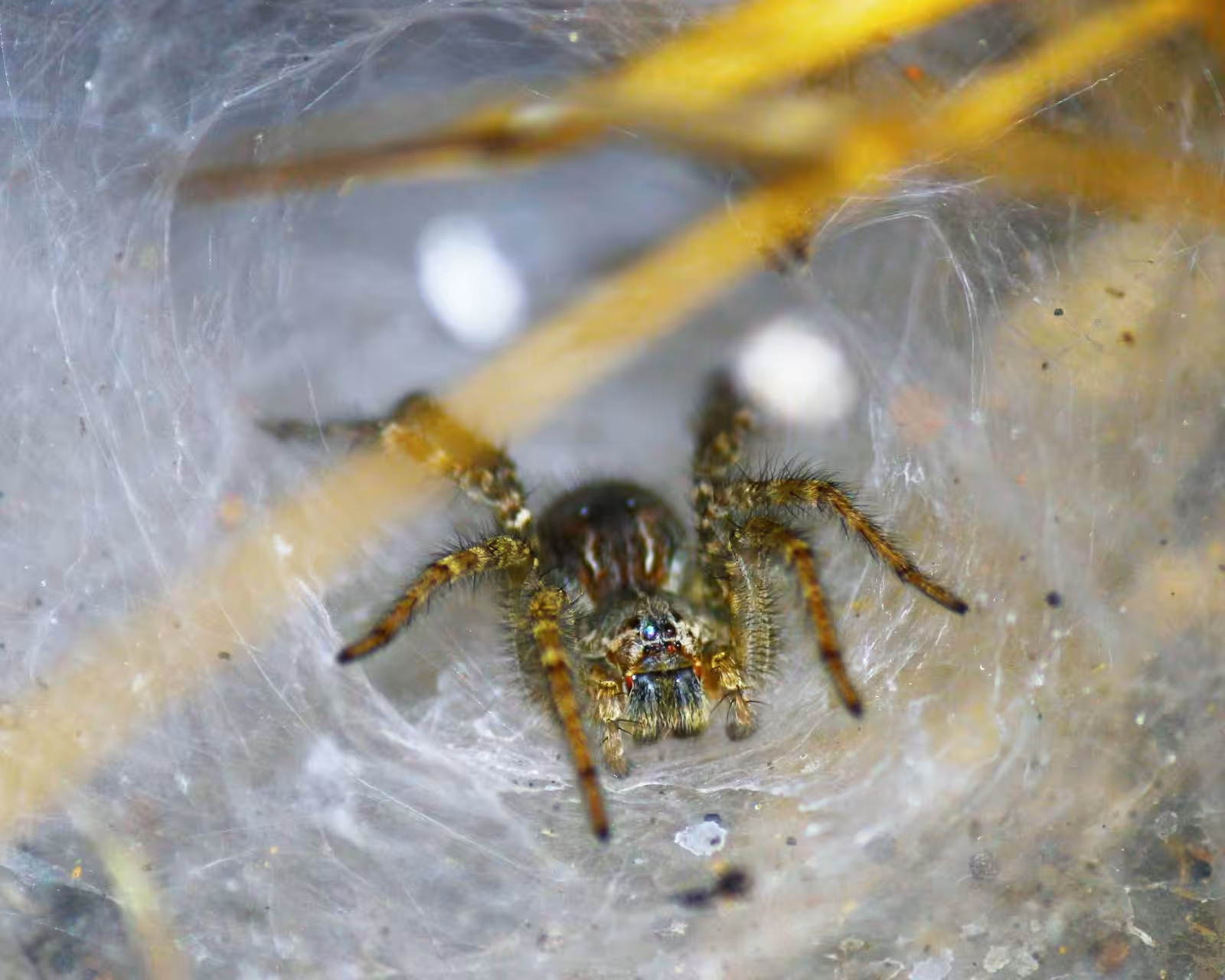 DIY indoor spider repellent