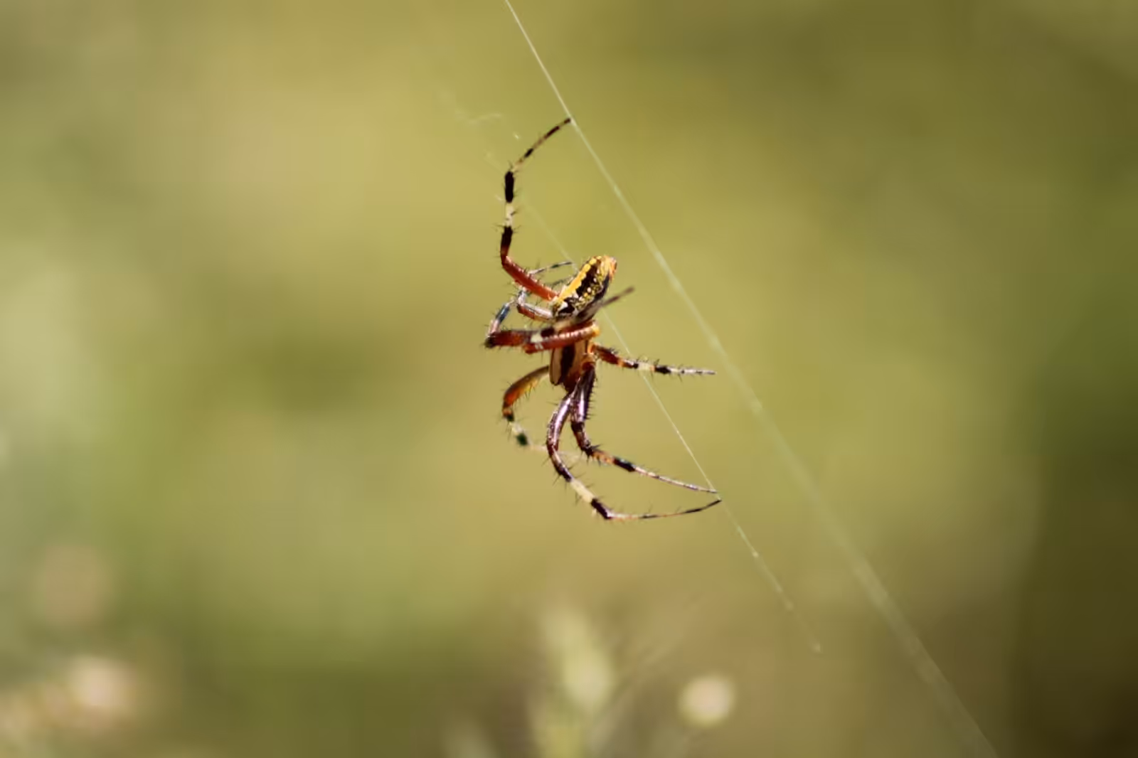 Pest control companies in pacific northwest