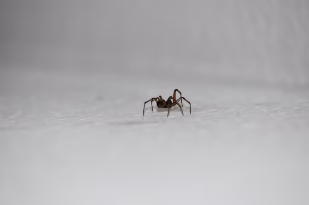 Spider inside of Bremerton home
