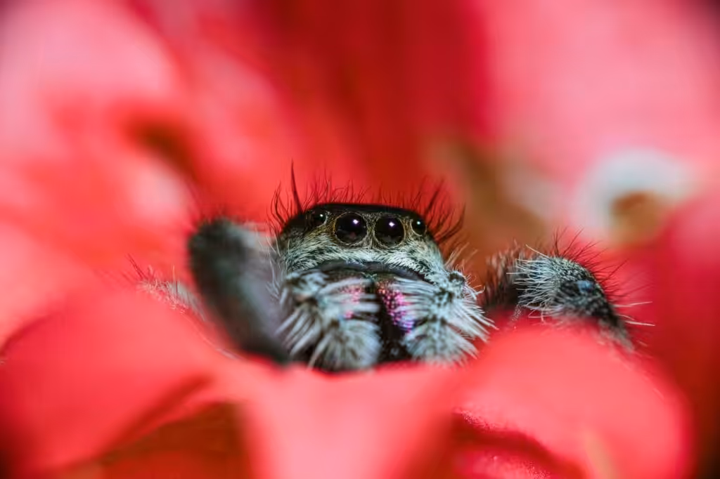 Spider control near me