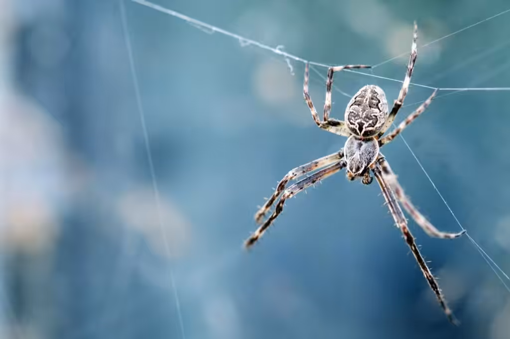 Spider on web outside of Bremerton home