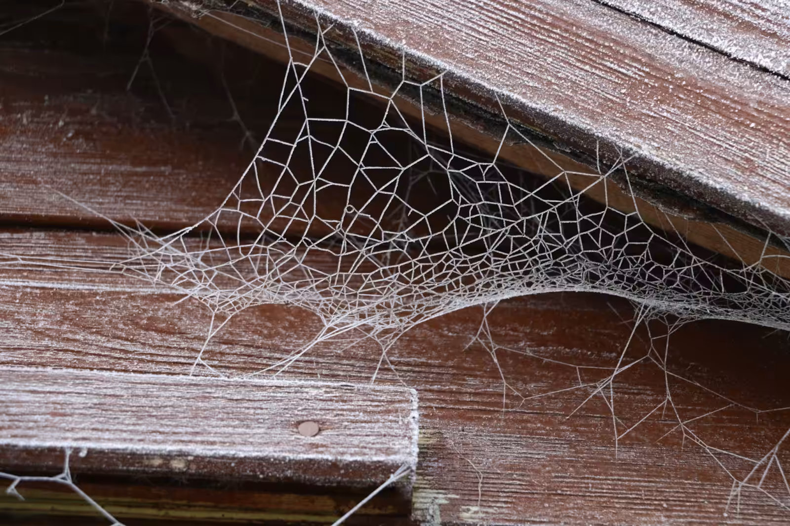 What Repel Spiders?