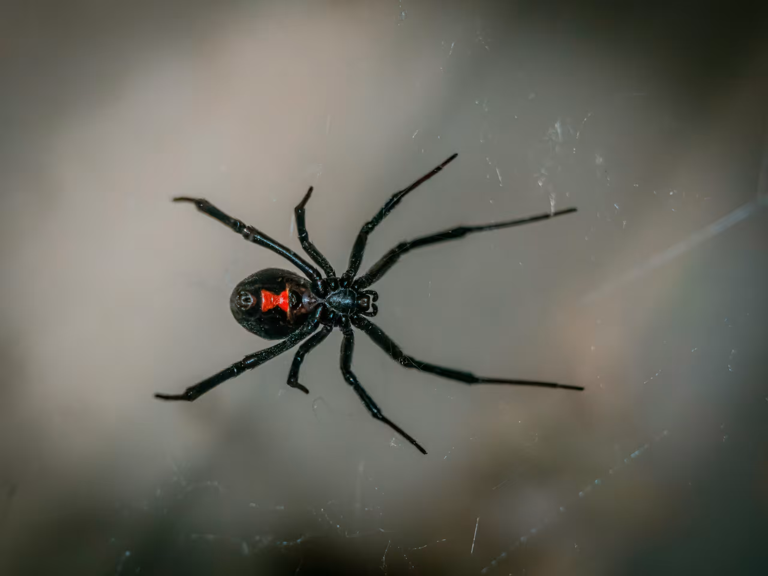 Black widow spider bites