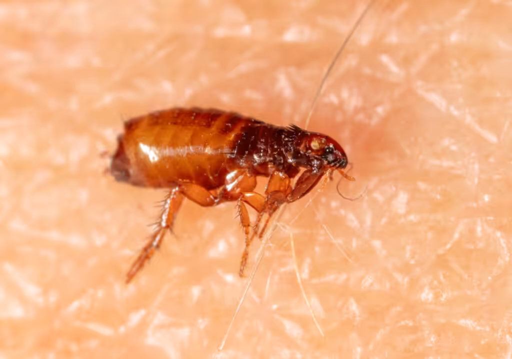 Flea pest control guide