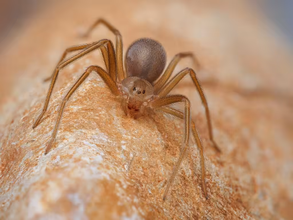 Brown recluse spiders in Washington