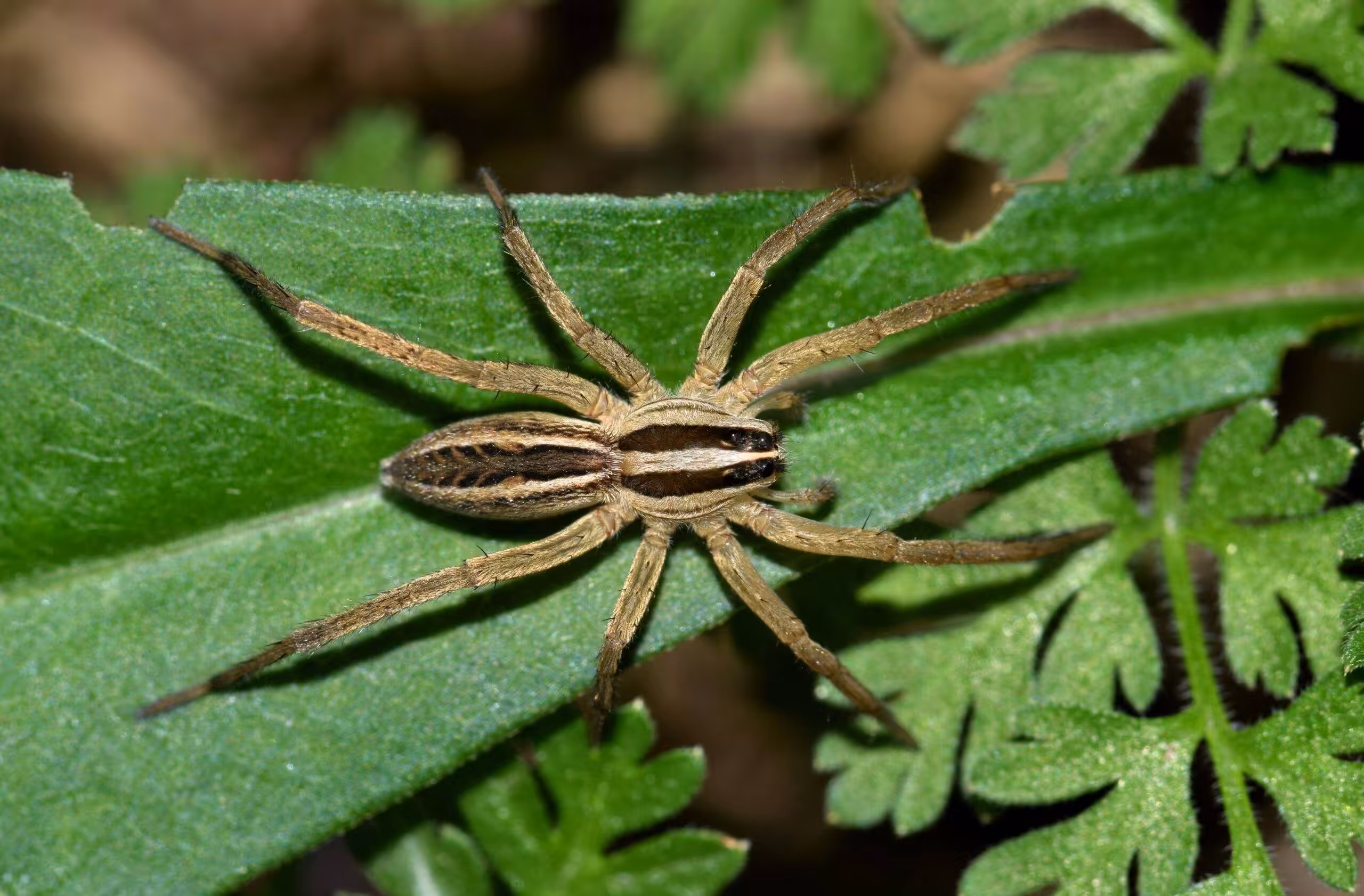 Wolf spider in Washington