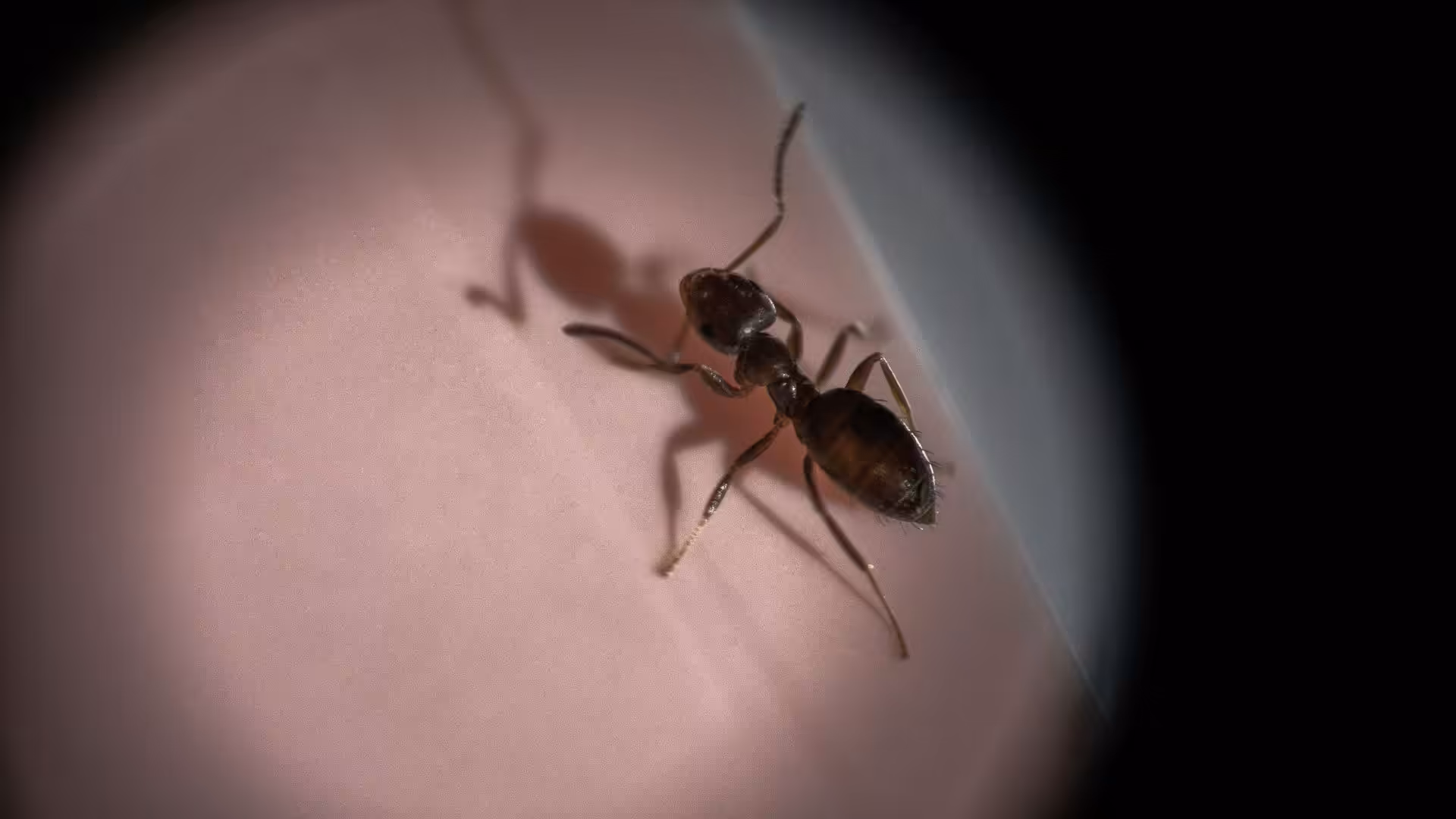 Ant exterminator near me