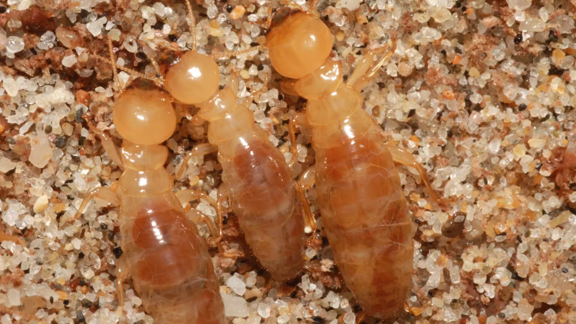 Dampwood termites