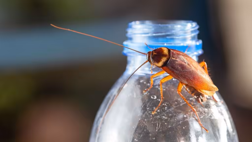 American cockroach