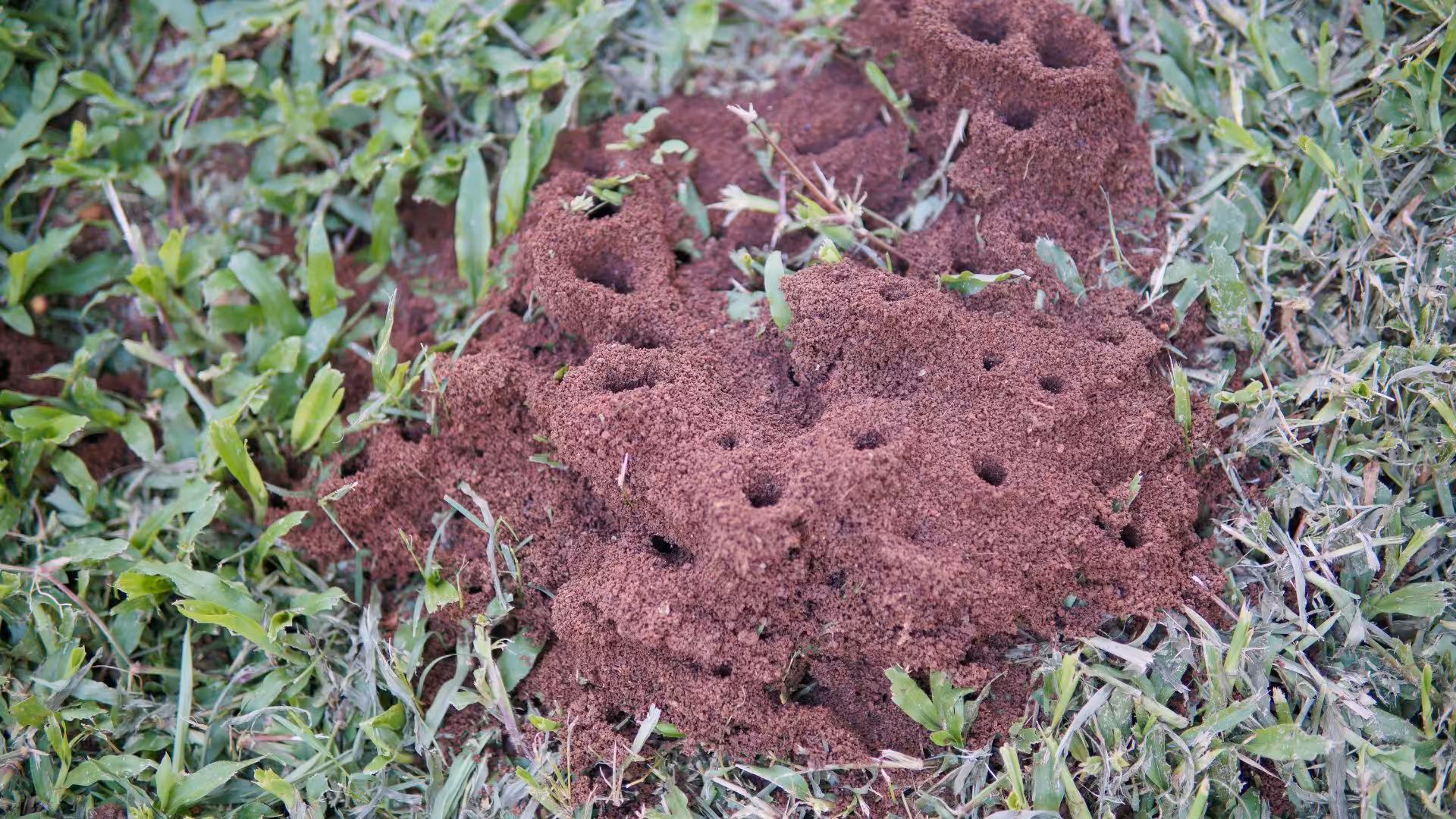 Are ants dangerous?