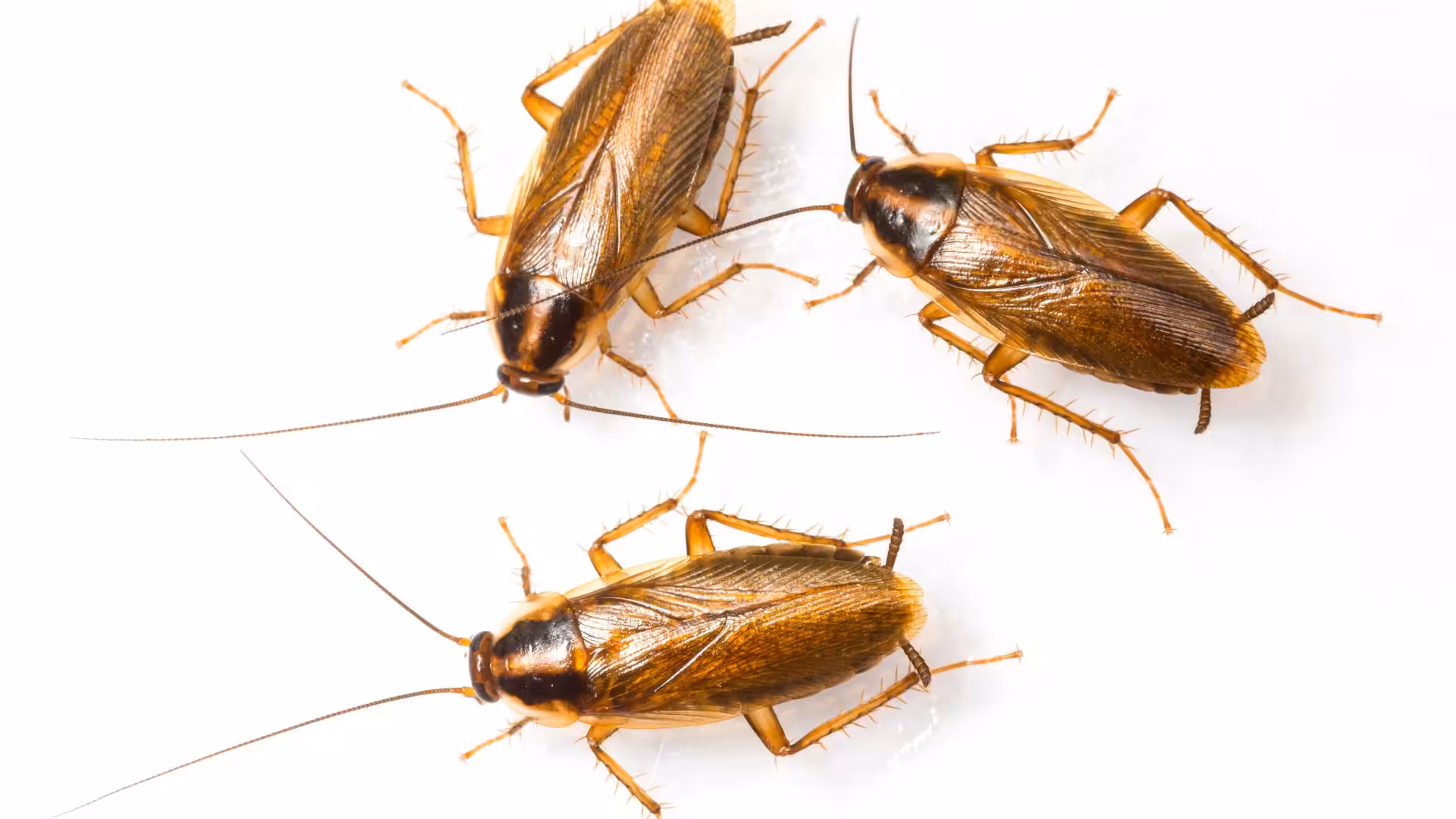 Sentinel Pest Control cockroach exterminator