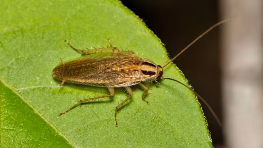 German roach