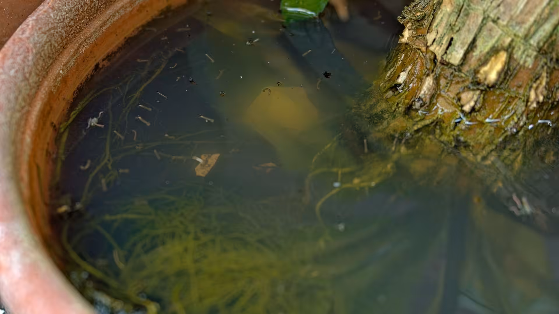 Mosquito larvae