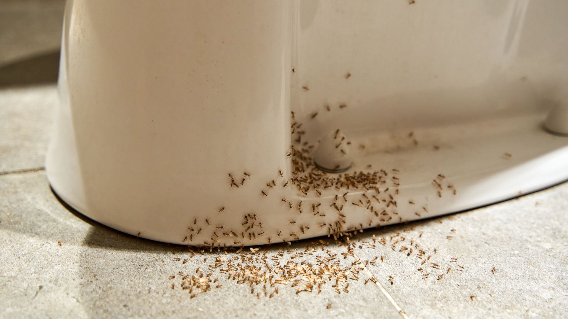 Ants in bathroom