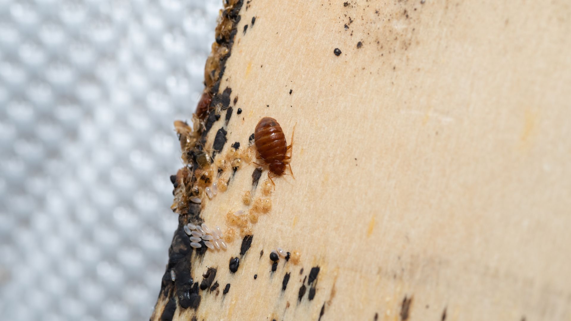 Bed bug infestation