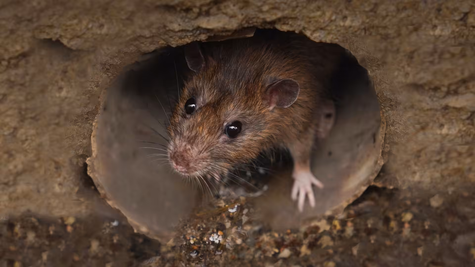 Difference between mice and rats