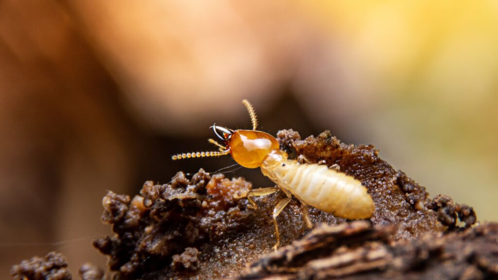 This is what termites look like. 